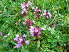 heiligenblut1020agosto2007168_small.jpg