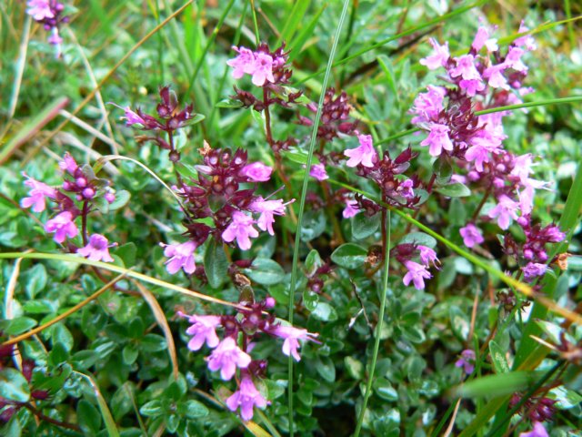 heiligenblut1020agosto2007169.jpg