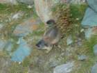 heiligenblut1020agosto20072005_small.jpg