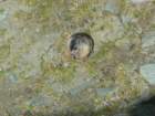heiligenblut1020agosto20072007_small.jpg