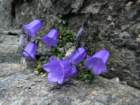 heiligenblut1020agosto20072026_small.jpg