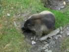 heiligenblut1020agosto20072059_small.jpg