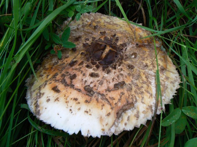 heiligenblut1020agosto20072179.jpg