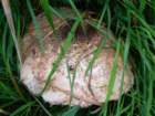 heiligenblut1020agosto20072180_small.jpg