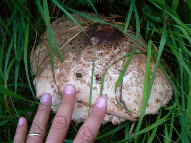 heiligenblut1020agosto20072182.jpg