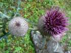 heiligenblut1020agosto20072201_small.jpg