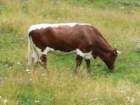 heiligenblut1020agosto20072229_small.jpg