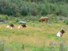 heiligenblut1020agosto20072230_small.jpg