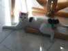 matisse004jpg_small.jpg